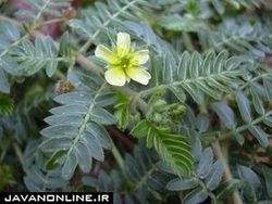 همه چیز درباره گیاه شگفت انگیز خارخاسک