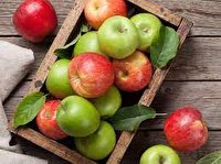 پیش بینی برداشت بیش از 1 میلیون تن سیب از باغات آذربایجان غربی