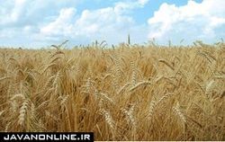 تولید نوعی پروتئین فوق شیرین طبیعی از جو