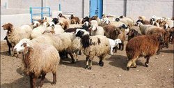 تیغ خشکسالی بر گلوی دامداری شهرستان مرزی کلات