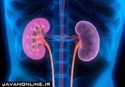 آیا فرد با یک کلیه هم می‌تواند زندگی عادی داشته باشد؟