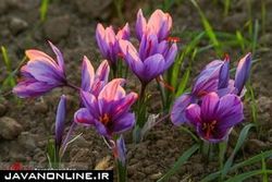 زعفران و معجزه آن برای کاهش وزن