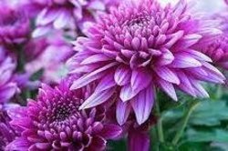 کاشت ۲۰۰۰ گل داوودی در سطح منطقه 9 شهرداری کرج