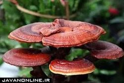 آزمایش بر روی قارچ به عنوان درمانی برای کرونا