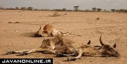 تغییرات آب و هوا همه چیز را به هم زده است