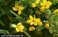 گیاهی که برای درمان یبوست مفید است