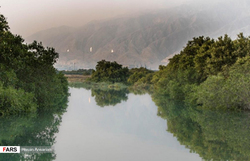 تهدید جدی برای چرخه اکوسیستم خاص خلیج فارس
