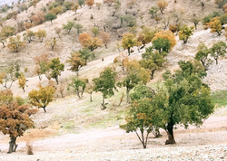 کاهش محصولات کشاورزی و کوتاهی قد درختان نتیجه آلودگی هوا