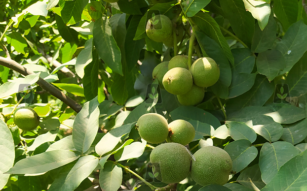خرید 3 نهال گردو بذری و پیوندی با 300 کیلو باردهی در سال خرید 3 نهال گردو بذری و پیوندی با 300 کیلو باردهی در سال