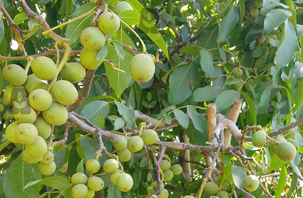 خرید 3 نهال گردو بذری و پیوندی با 300 کیلو باردهی در سال خرید 3 نهال گردو بذری و پیوندی با 300 کیلو باردهی در سال
