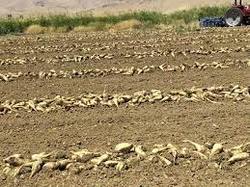 کشت یک هزار و ۵۰۰ هکتار چغندر قند در کشت و صنعت مغان