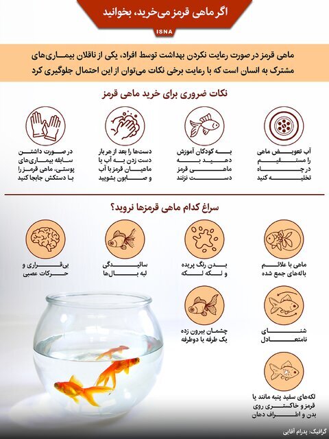 اگر ماهی قرمز میخرید، بخوانید +اینفوگرافیک اگر ماهی قرمز میخرید، بخوانید +اینفوگرافیک
