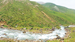 جاده‌ای که دل ۴ هزار بلوط را به لرزه انداخته است