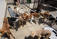 جمع‌آوری بیش از ۴۳۰ قلاده سگ بلاصاحب از سطح شهر کرج