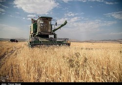توزیع ۴.۵میلیون تن کالای اساسی و غلات طی ۲ ماه/ قرارداد تأمین ۱۳.۵میلیون تن نهاده دام و غلات امضا شد