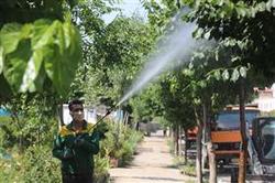 آغاز عملیات اجرائی كنترل آفات در فضای سبز كرج