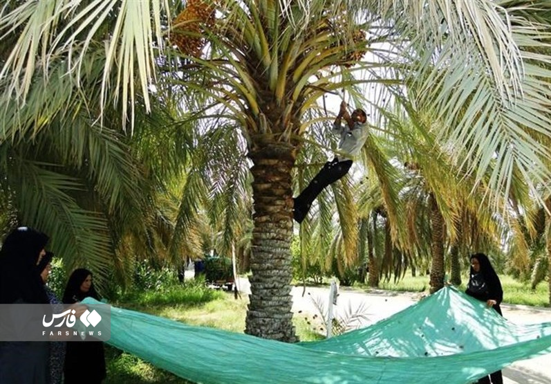 از عنکبوت مقدّس کَن تا عرش مقدّس ما/نخل طلای ما کجا و نخل شما کجا؟!