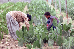 بهره‌برداری از ۵۴۰۰ طرح اشتغالزایی بنیاد برکت در مناطق محروم تهران