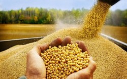 کاهش وزنی واردات نهاده‌های دامی به ۳۳ درصد رسید