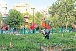 تحلیل روز و عصرانه با طعم ریحان و پونه