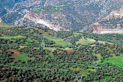 تهیه سند احیای جنگل‌های زاگرس