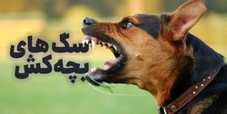 سگ‌های بچه کش! / ولگرد‌هایی که طعمه‌هایشان کودکان هستند