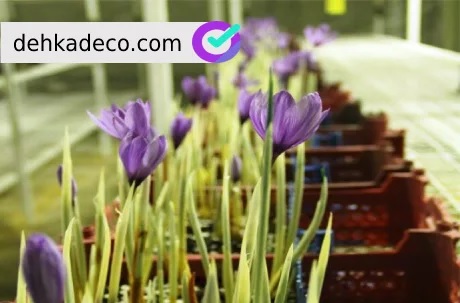 کاشت زعفران در جعبه، روشی جدید برای علاقه مندان به کشت کاشت زعفران در جعبه، روشی جدید برای علاقه مندان به کشت
