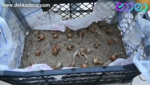 کاشت زعفران در جعبه، روشی جدید برای علاقه مندان به کشت کاشت زعفران در جعبه، روشی جدید برای علاقه مندان به کشت