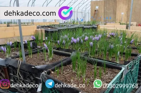 کاشت زعفران در جعبه، روشی جدید برای علاقه مندان به کشت کاشت زعفران در جعبه، روشی جدید برای علاقه مندان به کشت