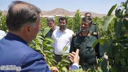 فرمانده سپاه صاحب الامر(عج) استان قزوین در بازدید از باغ گردوی دانش بنیان قزوین؛
کشاورزی مدرن و دانش بنیان راهکار مناسب در مقابله با بحران آب و غذا