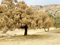 جوانه‌خوار بلوط جنگل‌های زاگرس را می‌بلعند!