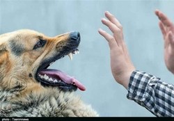 سگ نگهبان صاحبش را در نیشابور کشت