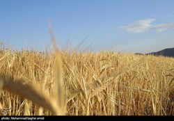 سال آینده در تولید گندم به خودکفایی می‌رسیم/ پرداخت یارانه کشت از ۱۴۰۲