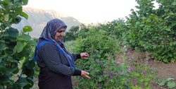 بانوی کارآفرین گیلانی که با کارگران خود شریک می‌شود/ دورریختن 8هکتارگل گاو زبان به دلیل عدم وجود جاده!
