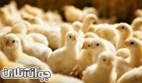 بسیج سازندگی استان قزوین در بهبود امر معیشت و اشتغال گام های موثری داشته است