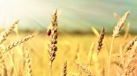 خرید تضمینی گندم توسط شبکه تعاون روستایی آذربایجان شرقی از مرز ۲۷ هزار تن گذشت