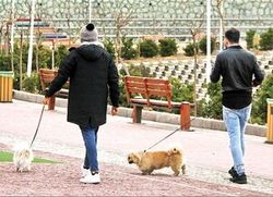سگ‌گردان حرفه‌ای؛ ماهی ۷ میلیون و ۵۰۰