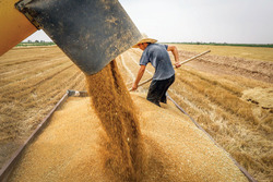 ضریب ۸۰‌درصدی خود‌کفایی غذایی کشور
