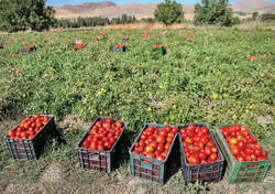 راه&zwnj;اندازی رصد&zwnj;خانه آمار کشاورزی