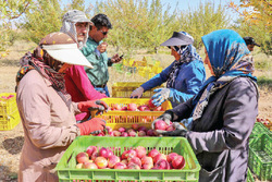 برنامه خودکفایی در تولید ۴ میوه گرمسیری