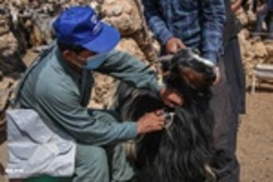 واکسینه شدن ۲۷۴ هزار و ۱۹۴ راس دام سبک و سنگین علیه بیماری تب برفکی