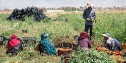 خبر خوب برای روستائیان/ پرداخت وام قرض الحسنه به بیمه شدگان صندوق بیمه اجتماعی