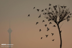 شعاع کوتاه دید در آلودگی هوا!