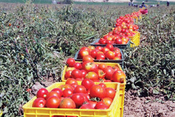 گوجه‌کاران دشتی در انتظار تصمیم دولت برای متضرر نشدن