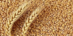 واکاوی ابعاد اصلاح نرخ‌ خرید تضمینی گندم/ آیا امسال هم مجبور به واردات گندم می‌شویم