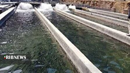 آغاز طرح پایش بیماری‌های ویروسی آبزیان در لرستان