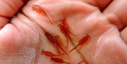 تنها موجود زنده دریاچه ارومیه چه وضعیتی دارد؟/ «آرتمیا» در تقلای زندگی در میان خشکی و نمک