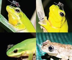 پشه‌هایی که قورباغه‌ها را گول می‌زنند!