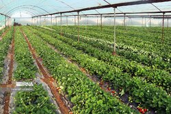 ذخایر ژنتیکی گیاهی ایران قوی‌تر از اتحادیه اروپاست