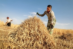 «گندم‌نمایی با ارز رانتی» خودکفایی را ناممکن می‌کند